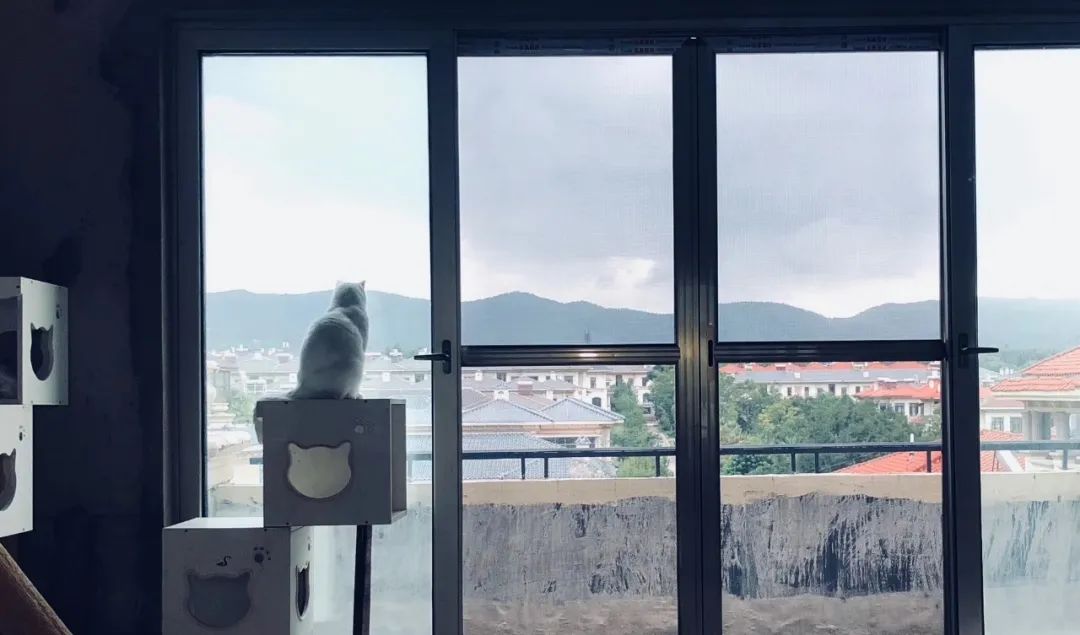 El gato siempre está sentado junto a la ventana y mirando por la ventana, ¿debería el gato volver a
