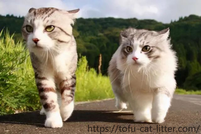 ¿Cuál es la diferencia entre un gato macho y una gata? Hay una gran diferencia en estos aspectos.